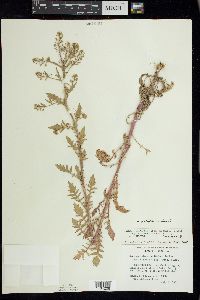 Rorippa palustris subsp. hispida image