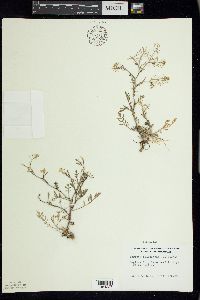 Rorippa sylvestris image