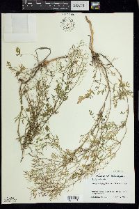 Rorippa sylvestris image