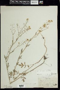 Rorippa sylvestris image