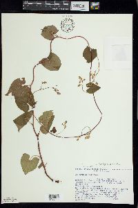 Fallopia cilinodis image