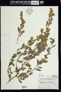 Polygonum erectum image