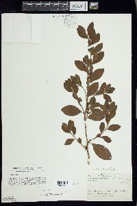 Polygonum erectum image