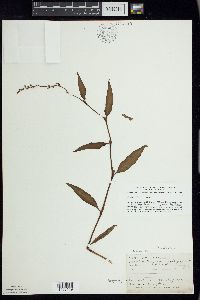 Persicaria hydropiper image