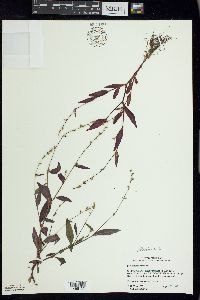 Persicaria hydropiper image