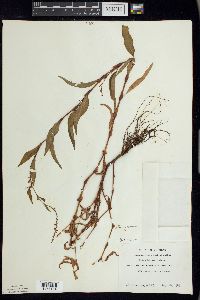 Persicaria hydropiper image