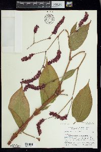 Persicaria orientalis image