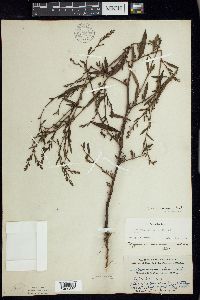 Polygonum ramosissimum image