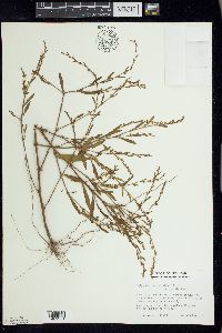 Polygonum ramosissimum f. ramosissimum image