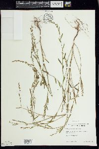 Polygonum ramosissimum image