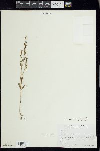 Polygonum ramosissimum image