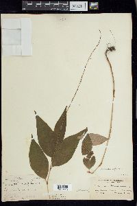 Persicaria virginiana image