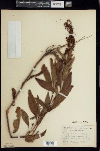 Rumex altissimus image