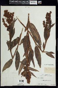 Rumex altissimus image