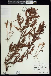 Rumex fueginus image