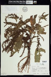 Rumex obtusifolius image