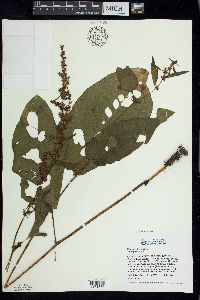 Rumex obtusifolius image