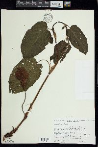 Rumex obtusifolius image