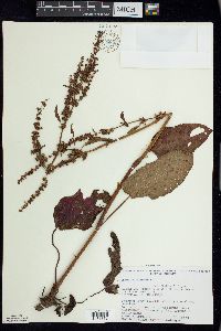 Rumex obtusifolius image