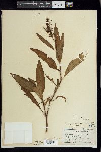 Rumex verticillatus image