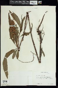 Rumex verticillatus image