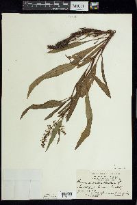 Rumex verticillatus image