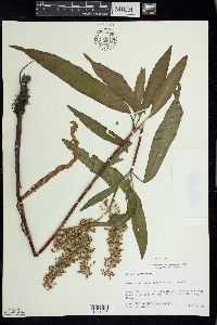 Rumex verticillatus image