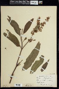 Rumex verticillatus image