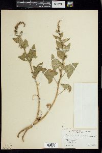 Chenopodium bonus-henricus image