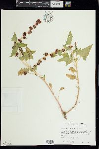 Blitum capitatum image