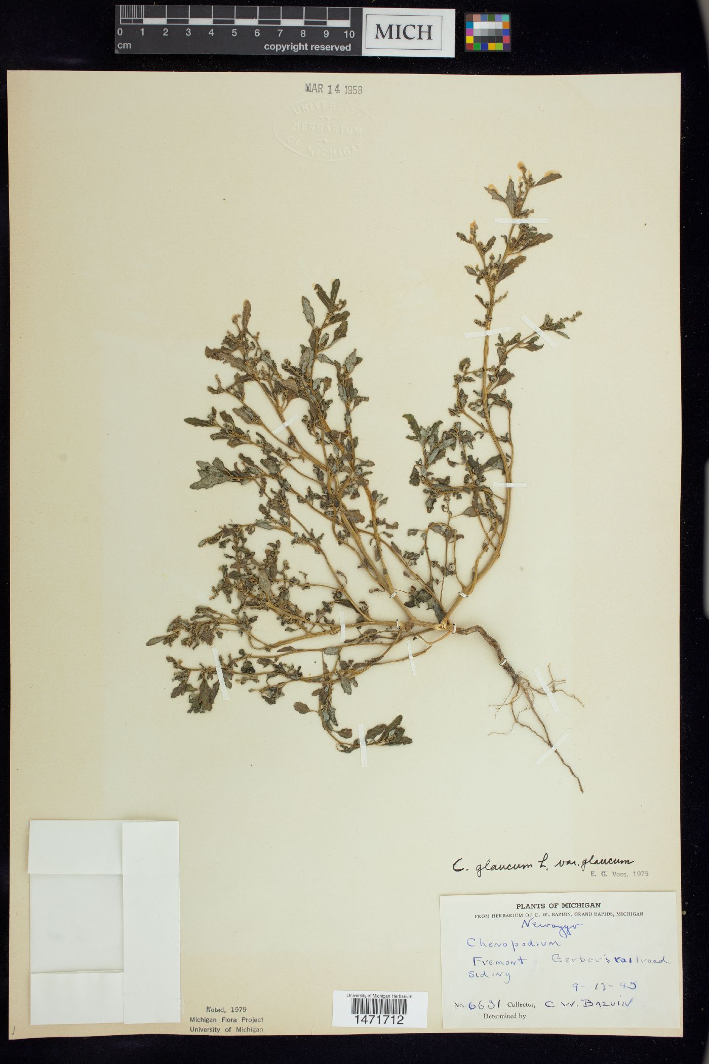 Oxybasis glauca var. glauca image