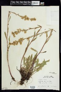 Solidago simplex image