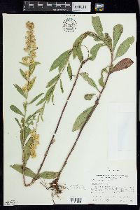 Solidago speciosa image