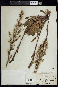 Solidago simplex image