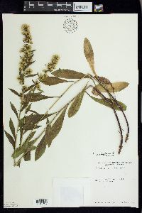 Solidago simplex image