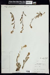 Solidago simplex image