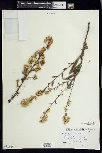 Solidago simplex image