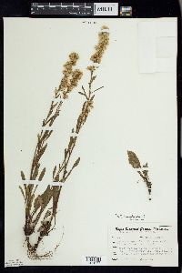 Solidago simplex image