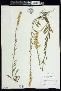 Solidago simplex image