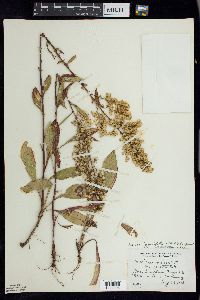 Solidago jejunifolia image