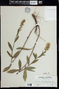 Solidago hispida image