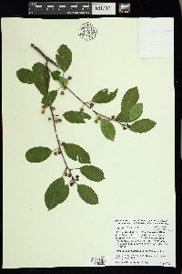 Frangula alnus image