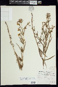 Lysimachia quadriflora image