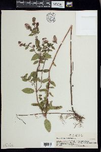 Mentha × piperita image