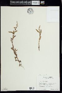 Persicaria hydropiper image