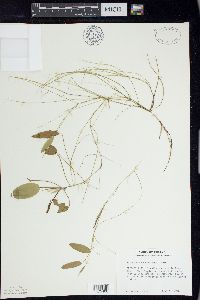 Potamogeton oakesianus image