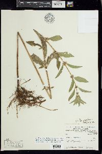 Mentha canadensis image