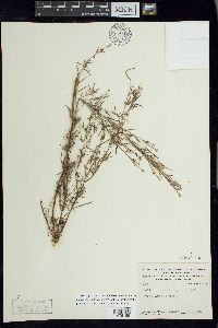 Epilobium leptophyllum image