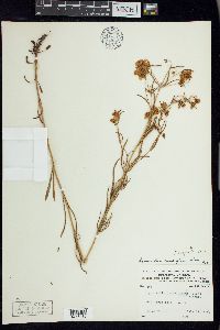 Lysimachia quadriflora image