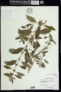 Mentha canadensis image